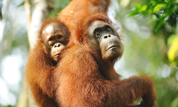orang utan orang utan